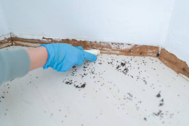 Best Residential Pest Control  in Spearman, TX